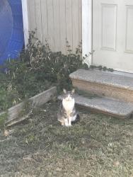 Lost Male Cat last seen Apple cove ct, Sacramento, CA 95828