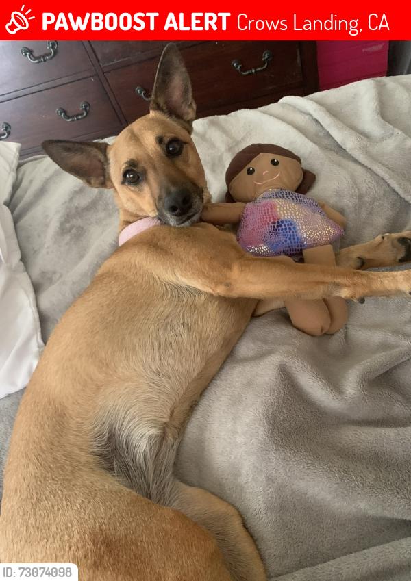 Lost Female Dog last seen Bonita Pool, Crows Landing, CA 95313