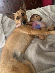 Lost Female Dog last seen Bonita Pool, Crows Landing, CA 95313