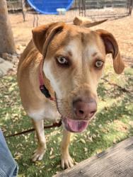 Shelter Stray Male Dog last seen Near Mira Lago Terrace, San Diego, CA, 92131, Escondido, CA 92027, USA