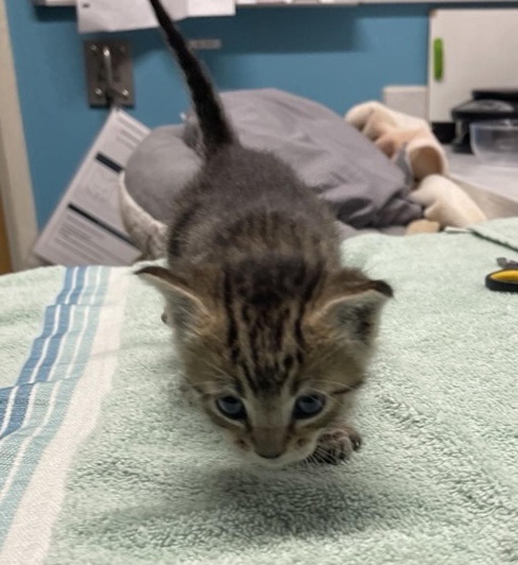 Shelter Stray Male Cat last seen Near E Valley Parkway, Escondido, CA, 92027, Escondido, CA 92027, USA