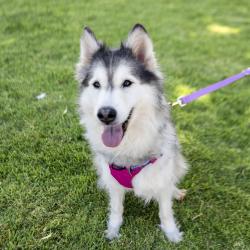 Shelter Stray Female Dog last seen Herman Avenue, LIVERMORE, CA, 94551, 8323 Baldwin St, Oakland, CA 94621, USA