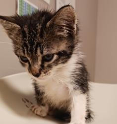 Shelter Stray Female Cat last seen Near Baldwin Street, OAKLAND, CA, 94621, 8323 Baldwin St, Oakland, CA 94621, USA