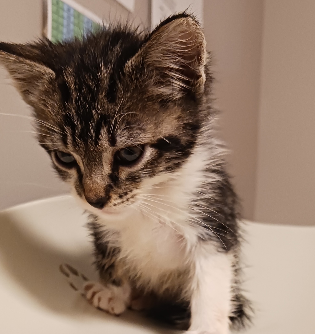 Shelter Stray Female Cat last seen Near Baldwin Street, OAKLAND, CA, 94621, 8323 Baldwin St, Oakland, CA 94621, USA