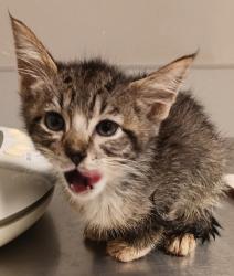 Shelter Stray Female Cat last seen Near Baldwin Street, OAKLAND, CA, 94621, 8323 Baldwin St, Oakland, CA 94621, USA