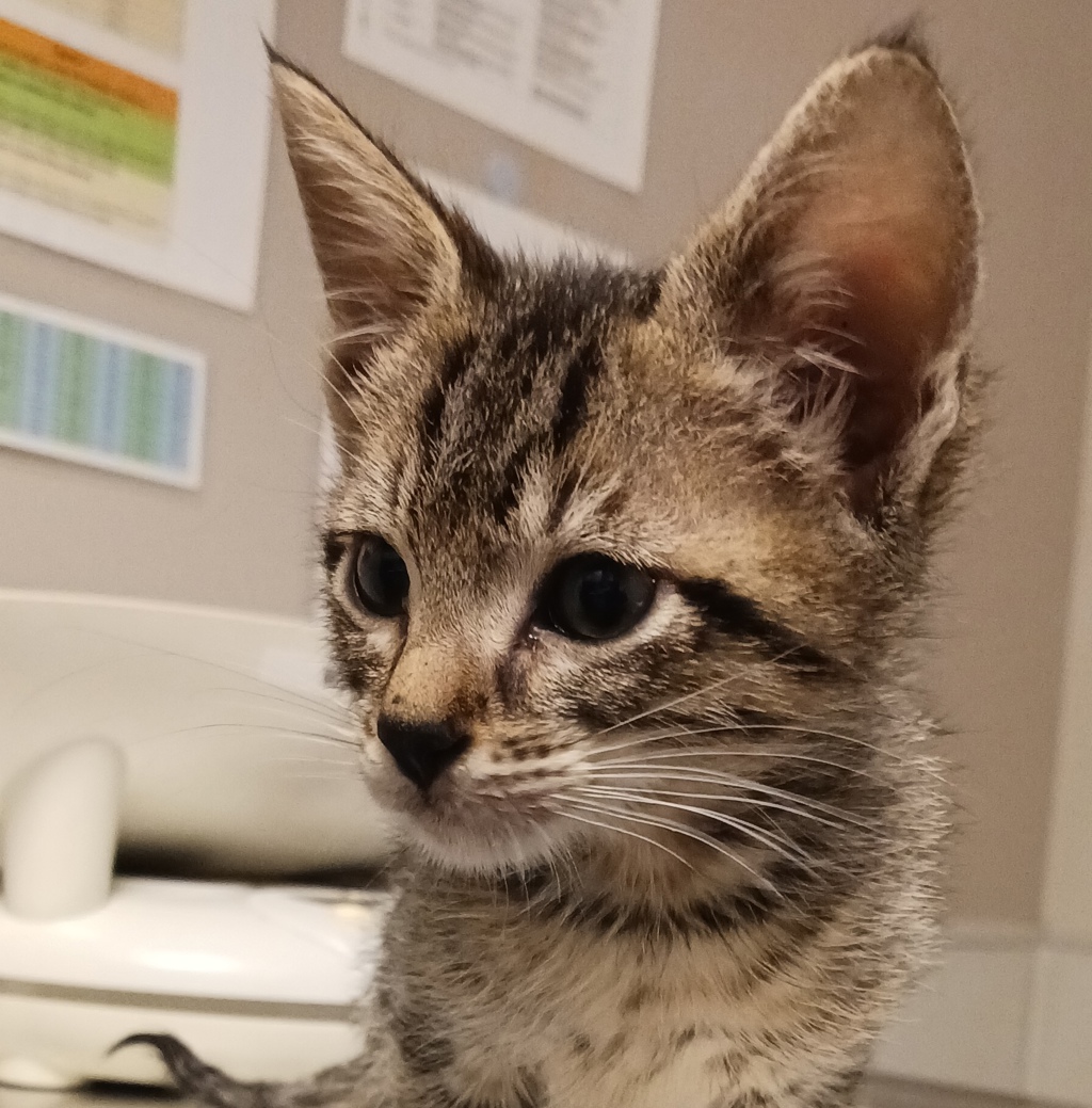 Shelter Stray Male Cat last seen Near Baldwin Street, OAKLAND, CA, 94621, 8323 Baldwin St, Oakland, CA 94621, USA