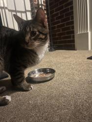 Found/Stray Male Cat last seen West Glebe Road, Alexandria, VA 22305