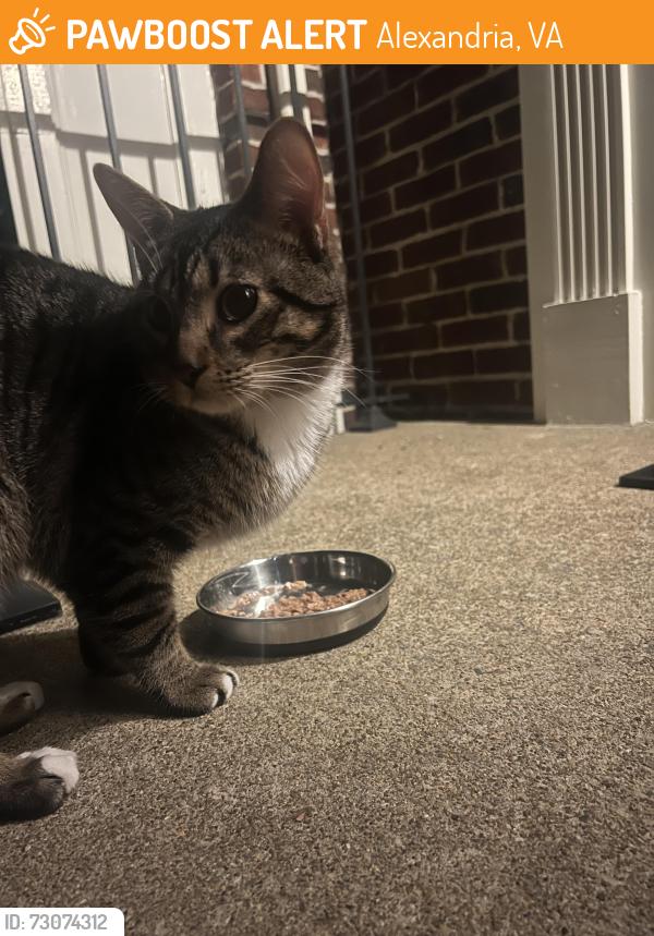 Found/Stray Male Cat last seen West Glebe Road, Alexandria, VA 22305