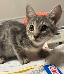 Shelter Stray Unknown Cat last seen Near Church Street, OAKLAND, CA, 94603, 8323 Baldwin St, Oakland, CA 94621, USA