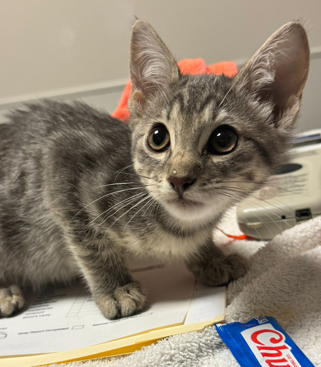 Shelter Stray Unknown Cat last seen Near Church Street, OAKLAND, CA, 94603, 8323 Baldwin St, Oakland, CA 94621, USA