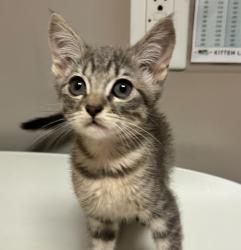 Shelter Stray Unknown Cat last seen Near Church Street, OAKLAND, CA, 94603, 8323 Baldwin St, Oakland, CA 94621, USA
