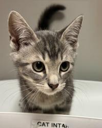 Shelter Stray Unknown Cat last seen Near Church Street, OAKLAND, CA, 94603, 8323 Baldwin St, Oakland, CA 94621, USA