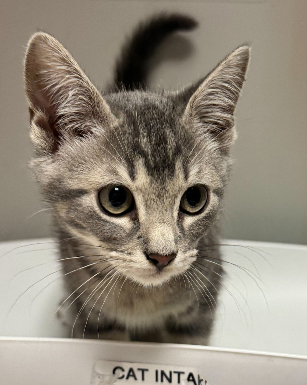 Shelter Stray Unknown Cat last seen Near Church Street, OAKLAND, CA, 94603, 8323 Baldwin St, Oakland, CA 94621, USA