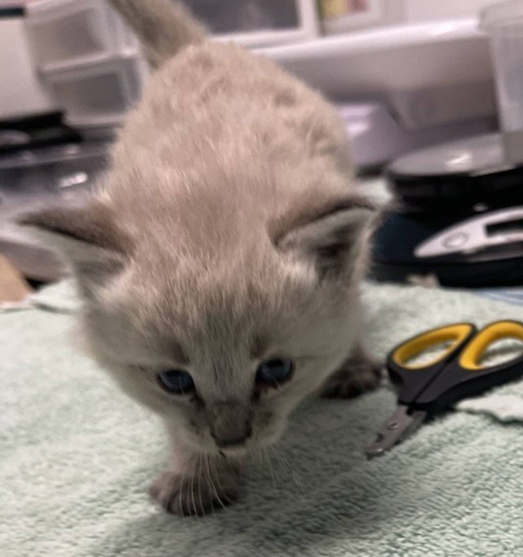 Shelter Stray Male Cat last seen Near E Valley Parkway, Escondido, CA, 92027, Escondido, CA 92027, USA