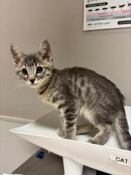 Shelter Stray Unknown Cat last seen Near Church Street, OAKLAND, CA, 94603, 8323 Baldwin St, Oakland, CA 94621, USA