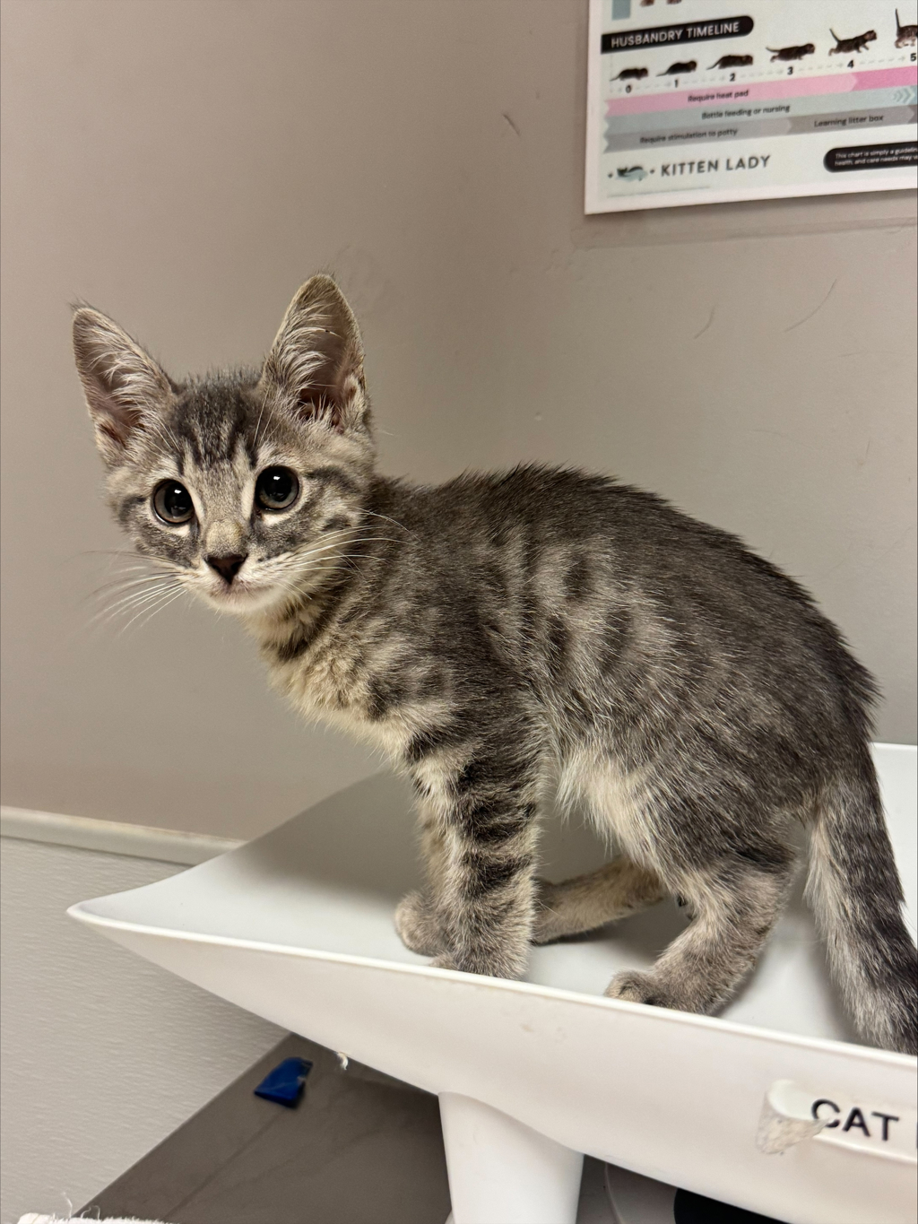 Shelter Stray Unknown Cat last seen Near Church Street, OAKLAND, CA, 94603, 8323 Baldwin St, Oakland, CA 94621, USA