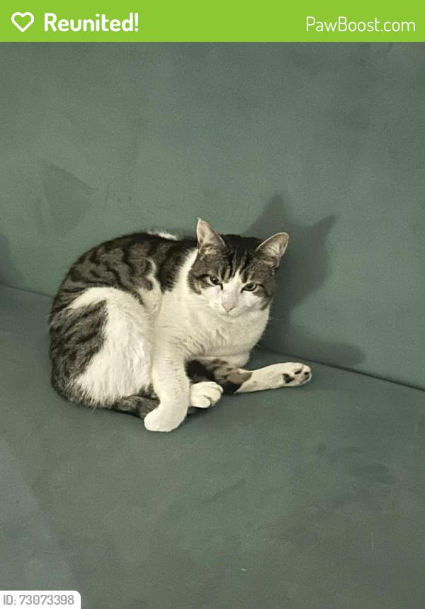 Reunited Male Cat last seen Kingswood road, Brixton Hill, England SW2 4JL