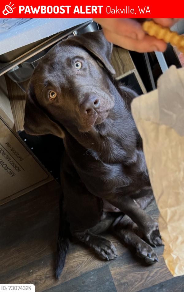 Lost Male Dog last seen Southbank, Oakville, WA 98568