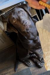 Lost Male Dog last seen Southbank, Oakville, WA 98568