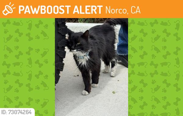 Found/Stray Female Cat last seen Near Norco Target, Norco, CA 92860