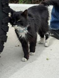 Found/Stray Female Cat last seen Near Norco Target, Norco, CA 92860