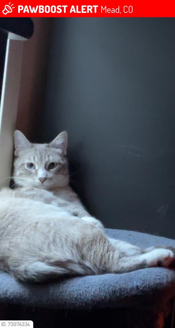 Lost Male Cat last seen By mead middle school, Mead, CO 80542