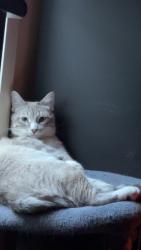 Lost Male Cat last seen By mead middle school, Mead, CO 80542