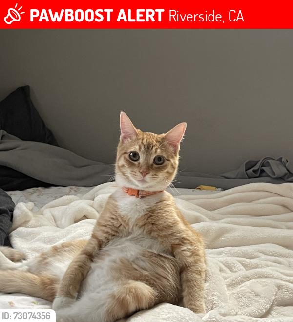 Lost Male Cat last seen Grove Community Drive, Riverside, CA 92508