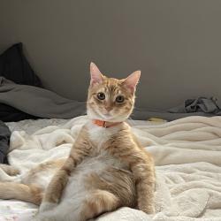 Lost Male Cat last seen Grove Community Drive, Riverside, CA 92508