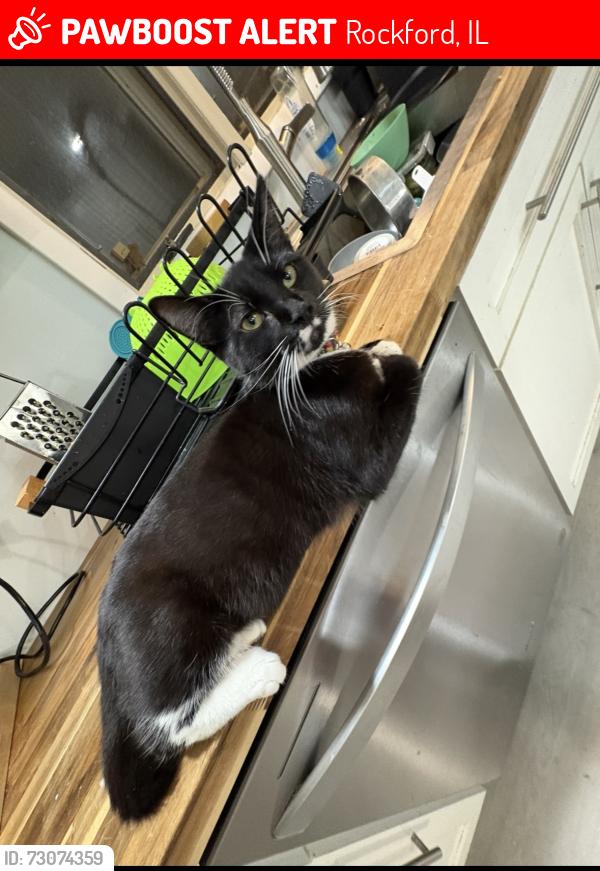 Lost Female Cat last seen Pepper dr Rockford IL, Rockford, IL 61114