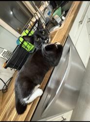 Lost Female Cat last seen Pepper dr Rockford IL, Rockford, IL 61114