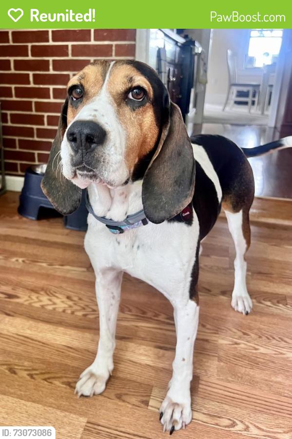 Reunited Female Dog last seen Near Goose Lane Farm, Sinking Spring, PA 19608