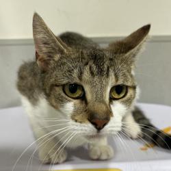 Shelter Stray Female Cat last seen , 3607 N Armenia Ave, Tampa, FL 33607, USA