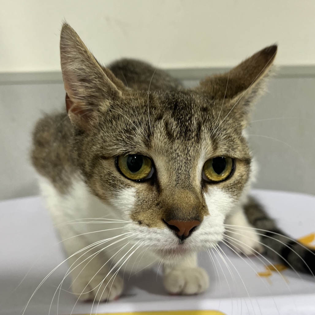 Shelter Stray Female Cat last seen , 3607 N Armenia Ave, Tampa, FL 33607, USA