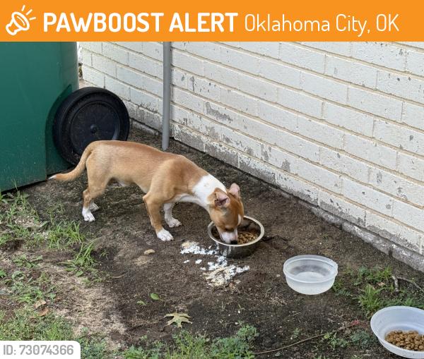 Found/Stray Male Dog last seen Vermont & NW 59th Terrace, Oklahoma City, OK 73112