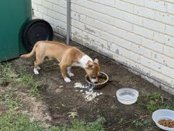 Found/Stray Male Dog last seen Vermont & NW 59th Terrace, Oklahoma City, OK 73112