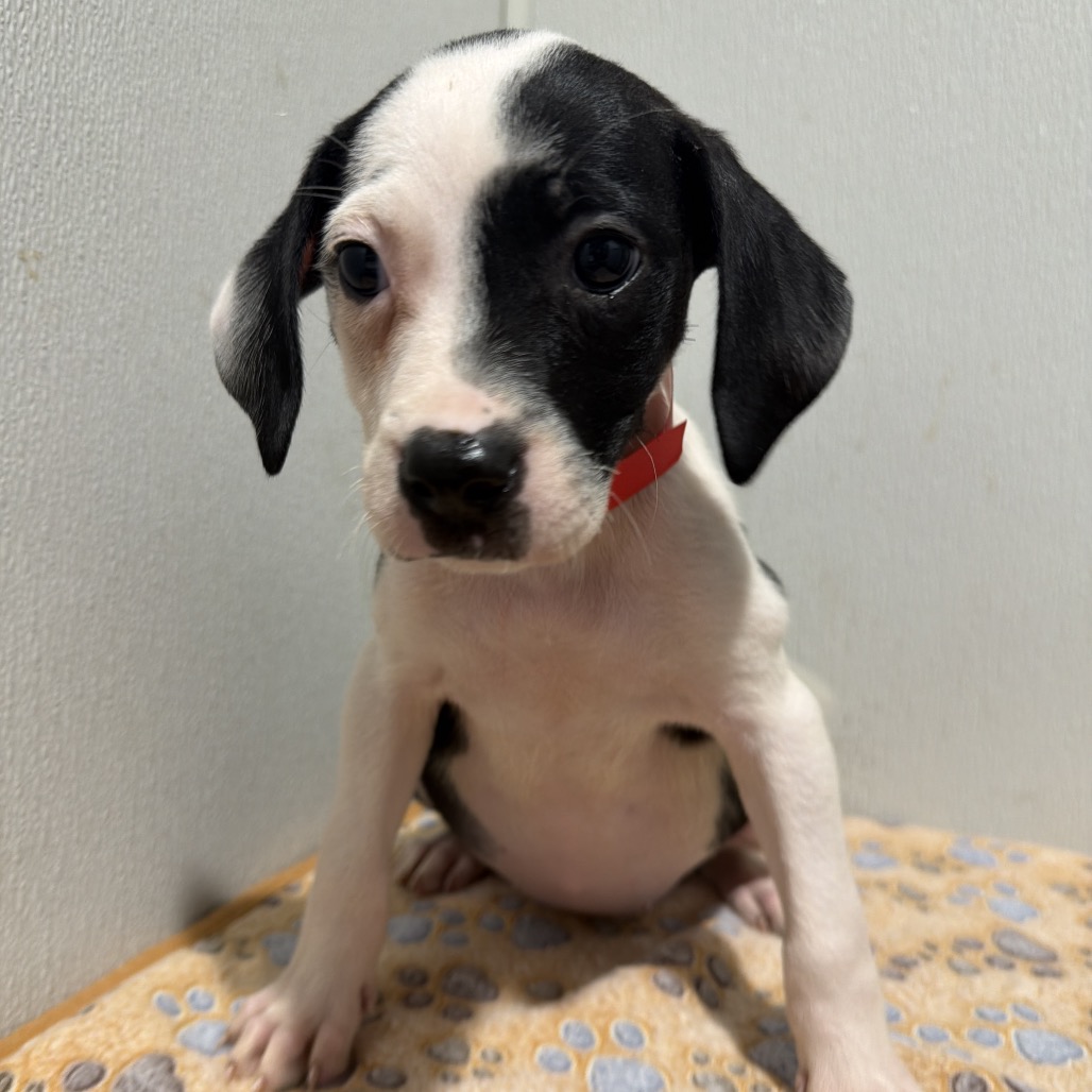 Shelter Stray Female Dog last seen , 3607 N Armenia Ave, Tampa, FL 33607, USA