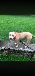 Lost Female Dog last seen around 252 Street and 160 Avenue, Homestead, FL 33031