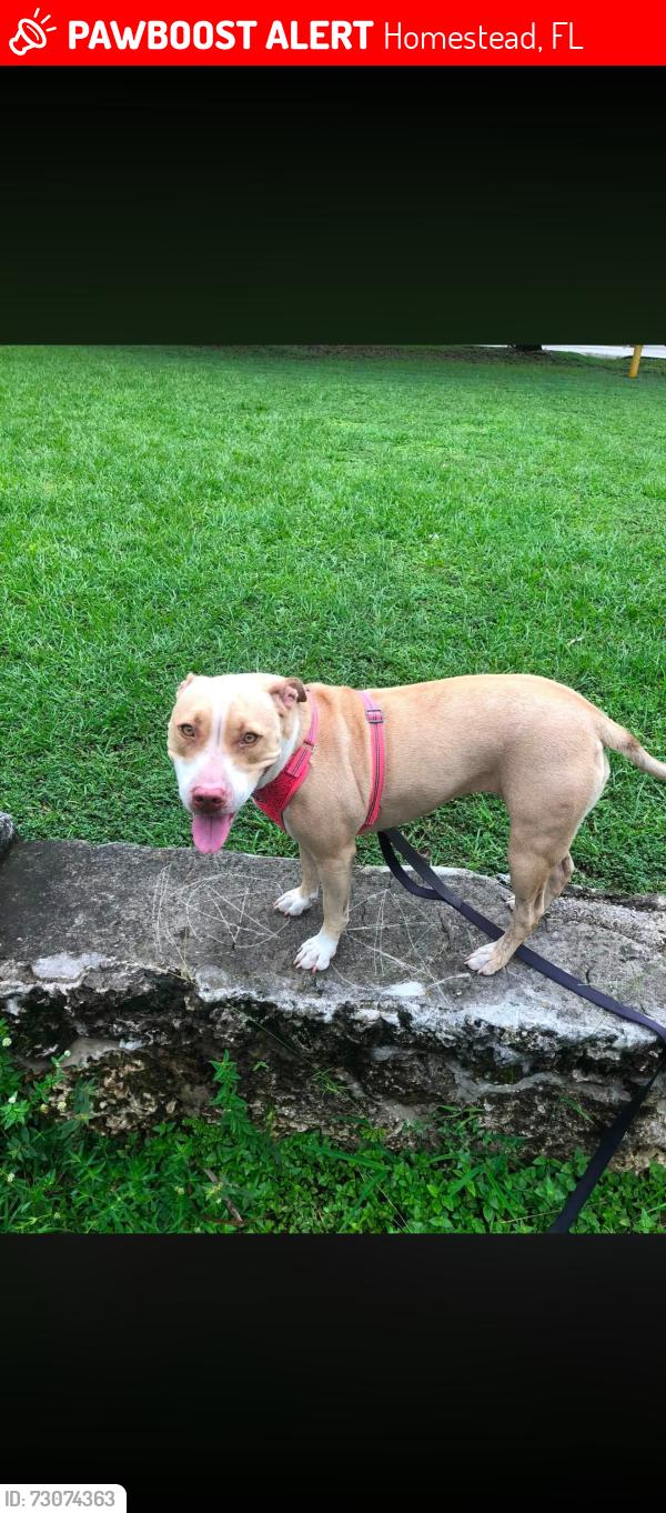 Lost Female Dog last seen around 252 Street and 160 Avenue, Homestead, FL 33031
