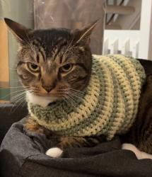 Lost Male Cat last seen donovan drive, blacklick ohio, Columbus, OH 43004
