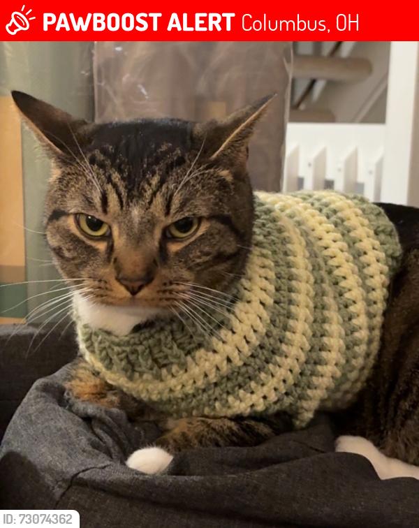Lost Male Cat last seen donovan drive, blacklick ohio, Columbus, OH 43004
