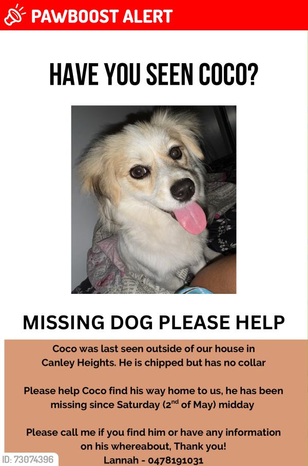 Lost Male Dog last seen Canley Vale Street, Canley Heights, NSW 2166