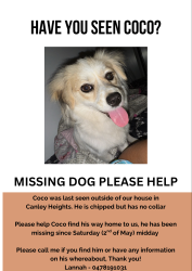 Lost Male Dog last seen Canley Vale Street, Canley Heights, NSW 2166