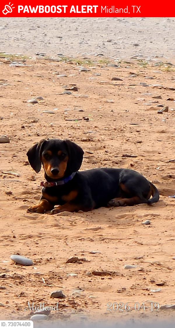 Lost Male Dog last seen W county rd 1210, Midland, TX 79706