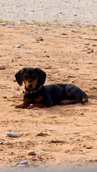 Lost Male Dog last seen W county rd 1210, Midland, TX 79706