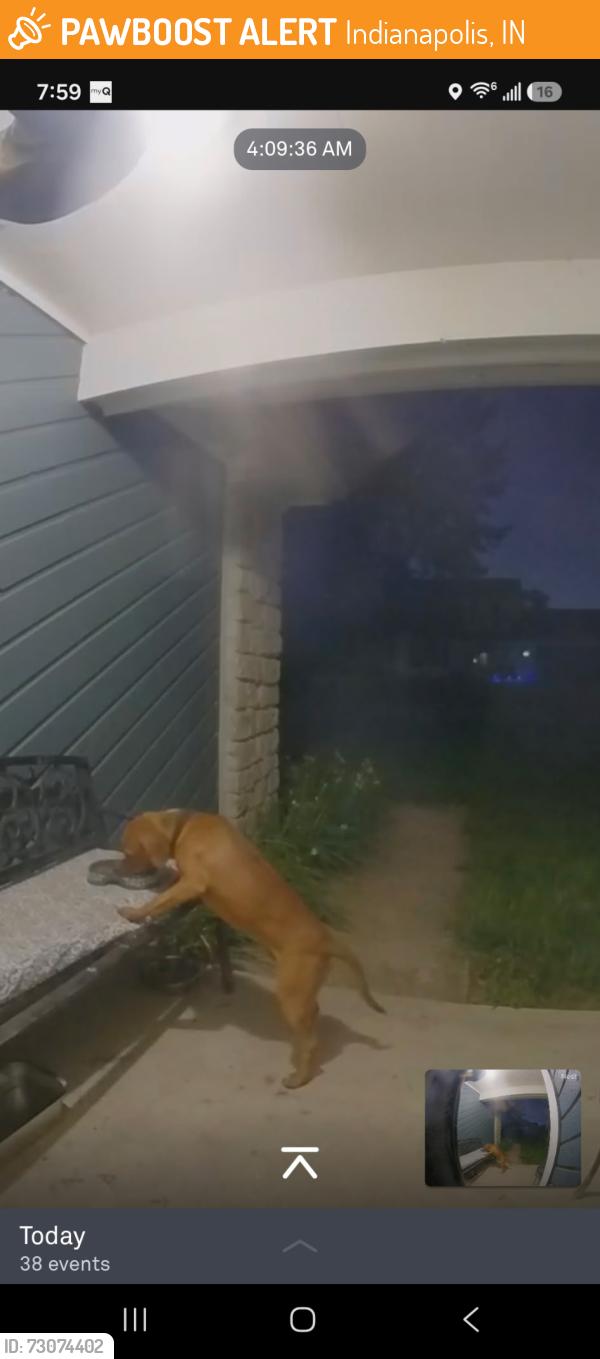 Found/Stray Unknown Dog last seen Guion Road, Indianapolis, IN 46228
