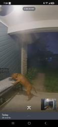 Found/Stray Unknown Dog last seen Guion Road, Indianapolis, IN 46228