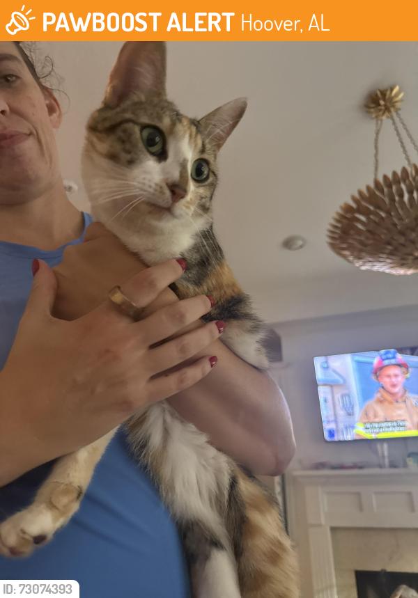 Found/Stray Unknown Cat last seen Sulphur Springs and Shades Crest, Hoover, AL 35226