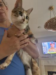 Found/Stray Unknown Cat last seen Sulphur Springs and Shades Crest, Hoover, AL 35226