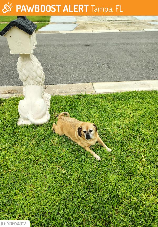 Found/Stray Male Dog last seen Woodbridge Blvd, Tampa, FL 33615